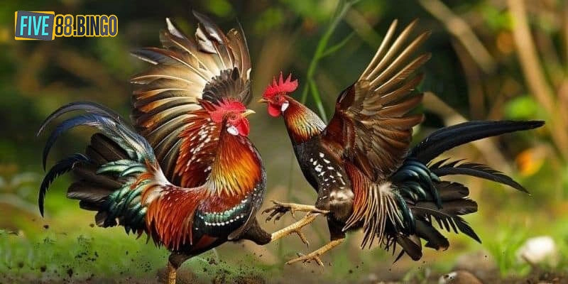 Top 2 hình thức chơi đá gà Five88 phổ biến nhất 