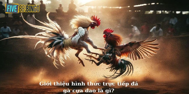 Five88 | Thông Tin Quan Trọng Khi Chơi Đá Gà Cựa Dao Five88