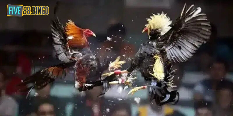 Bật mí chiến thuật chơi đá gà Thomo siêu đỉnh