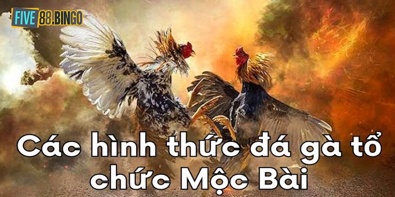 Lý do đá gà Mộc Bài trực tiếp thu hút đông đảo người xem