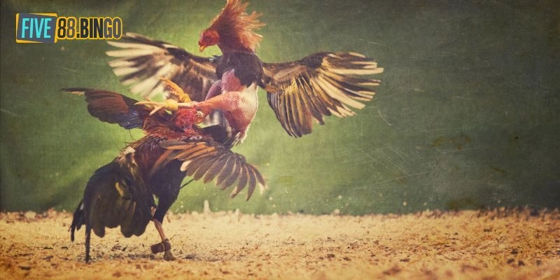 Five88 | Đá Gà Trực Tiếp Sảnh Cược Đẳng Cấp Tại Five 88