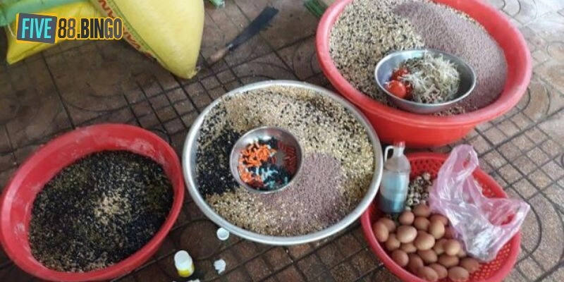 Chăm sóc kê có vảy gà tứ quý cần có kế hoạch