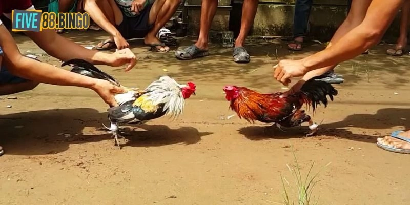 Đá gà cựa sắt là gì?