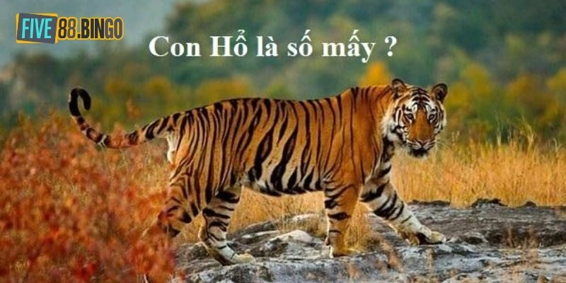 Mơ thấy hổ và giải nghĩa cụ thể theo tình huống