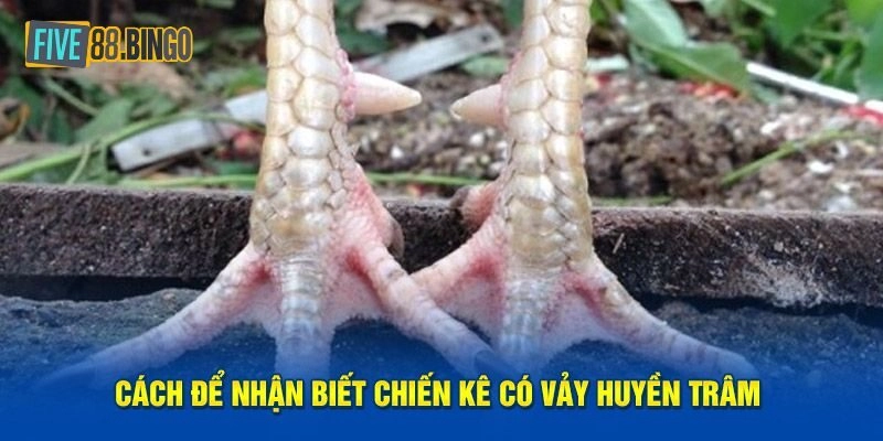 Điểm danh những loại vảy gà huyền trâm phổ biến nhất hiện nay