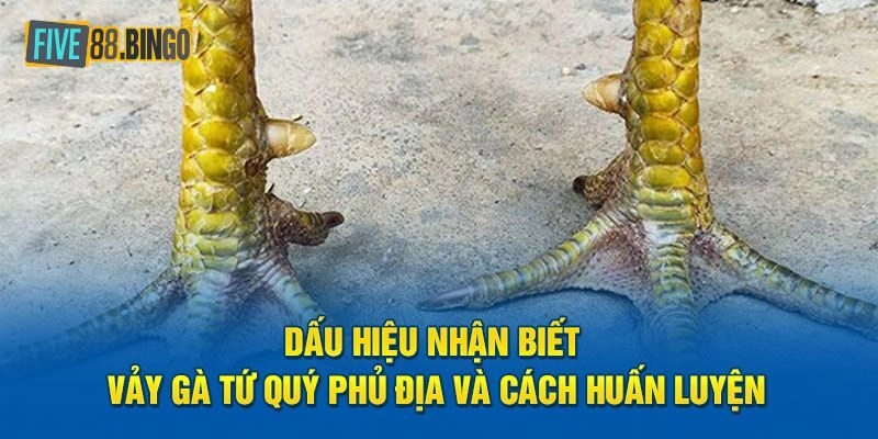 Vảy Gà Tứ Quý - Dấu Hiệu Của Một thần Kê Xuất Chúng